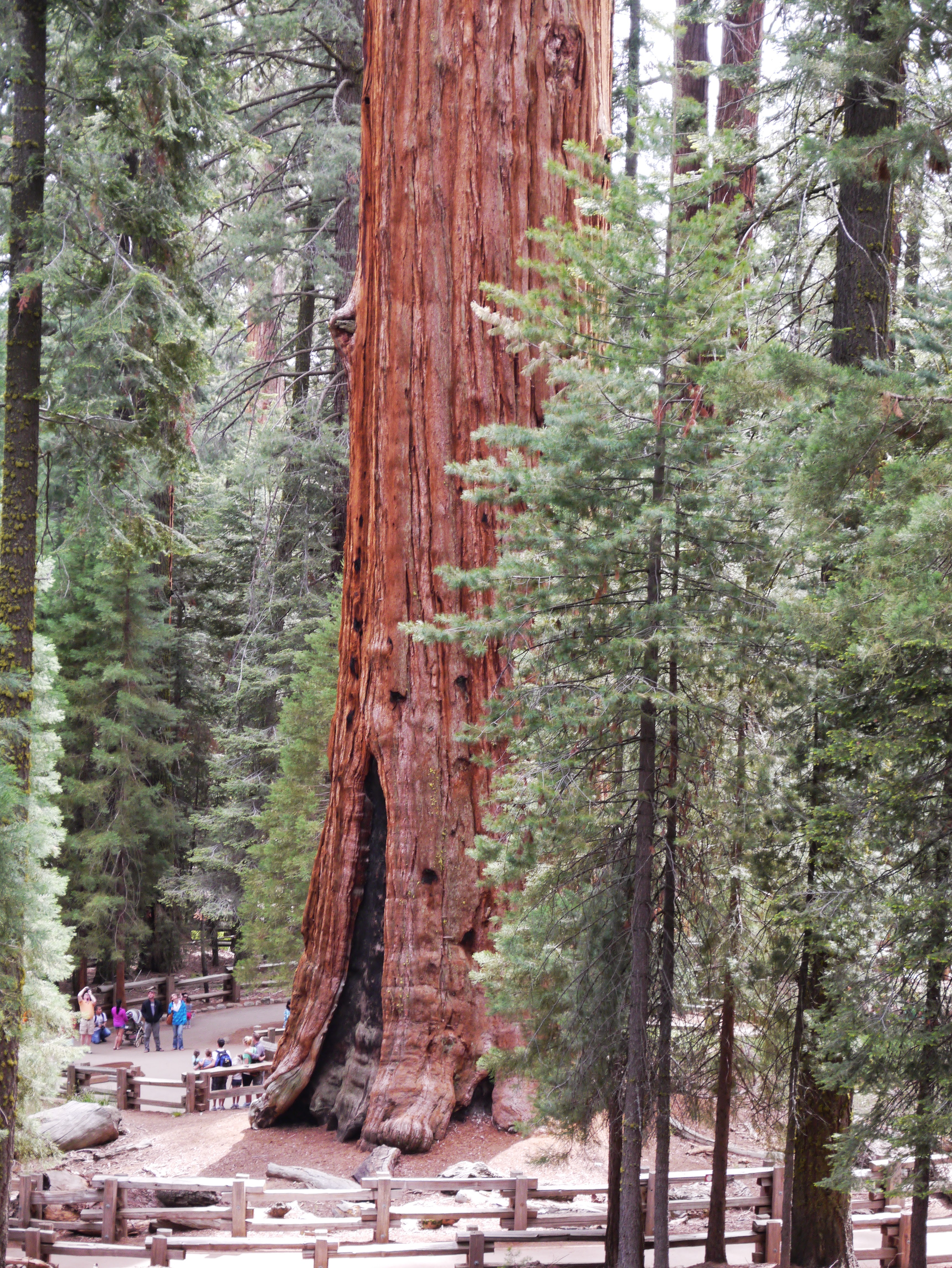 Sequoia National Park 9
