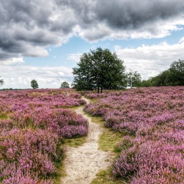 Huisjes & hotels op de Veluwe