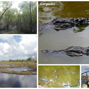 Everglades3