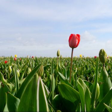 Bloeiende Bloemenvelden